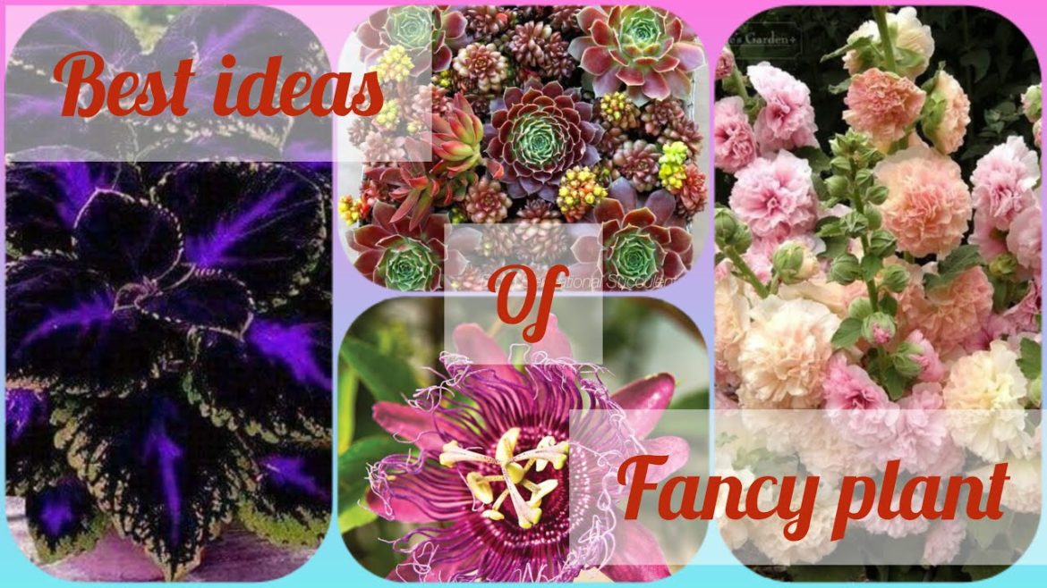 WOW! FANCY PLANT GARDEN IDEAS | Garden Ideas