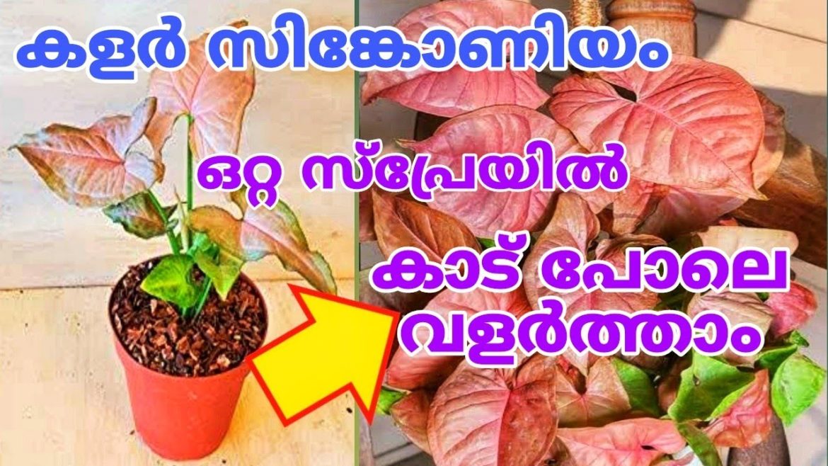 Syngonium Plant | How to Care | Indoor gardening tips