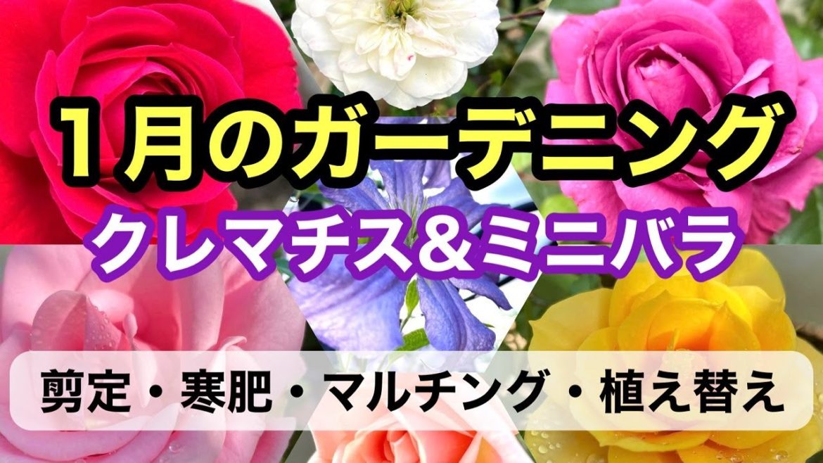 【ガーデニングを楽しもう！】クレマチスとミニバラの冬のお手入れをまとめた動画です。剪定・寒肥・植え替え・マルチング。#ガーデニング #japanesegardening #クレマチス #ミニバラ