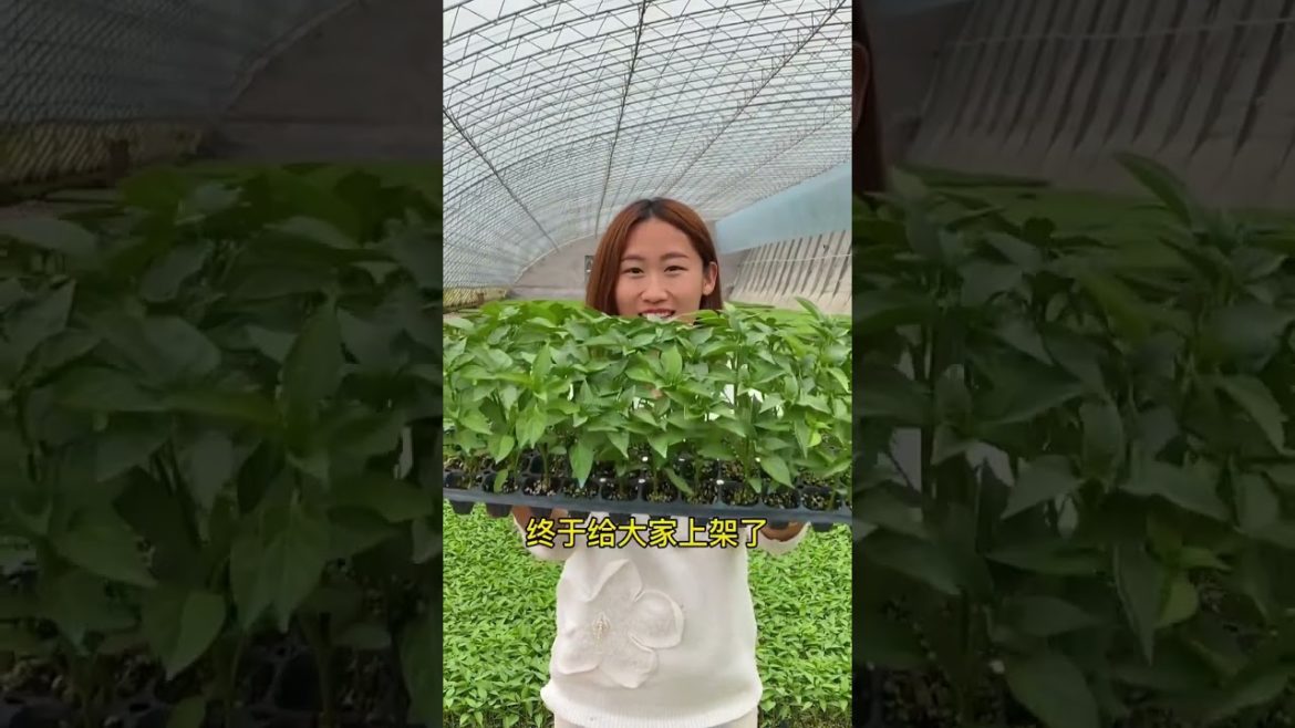 how to growing vegetable #natural #satisfying