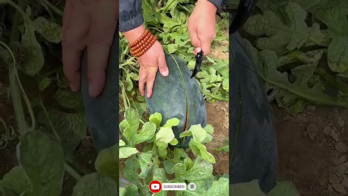 Delicious watermelon in the garden #shorts #satisfying