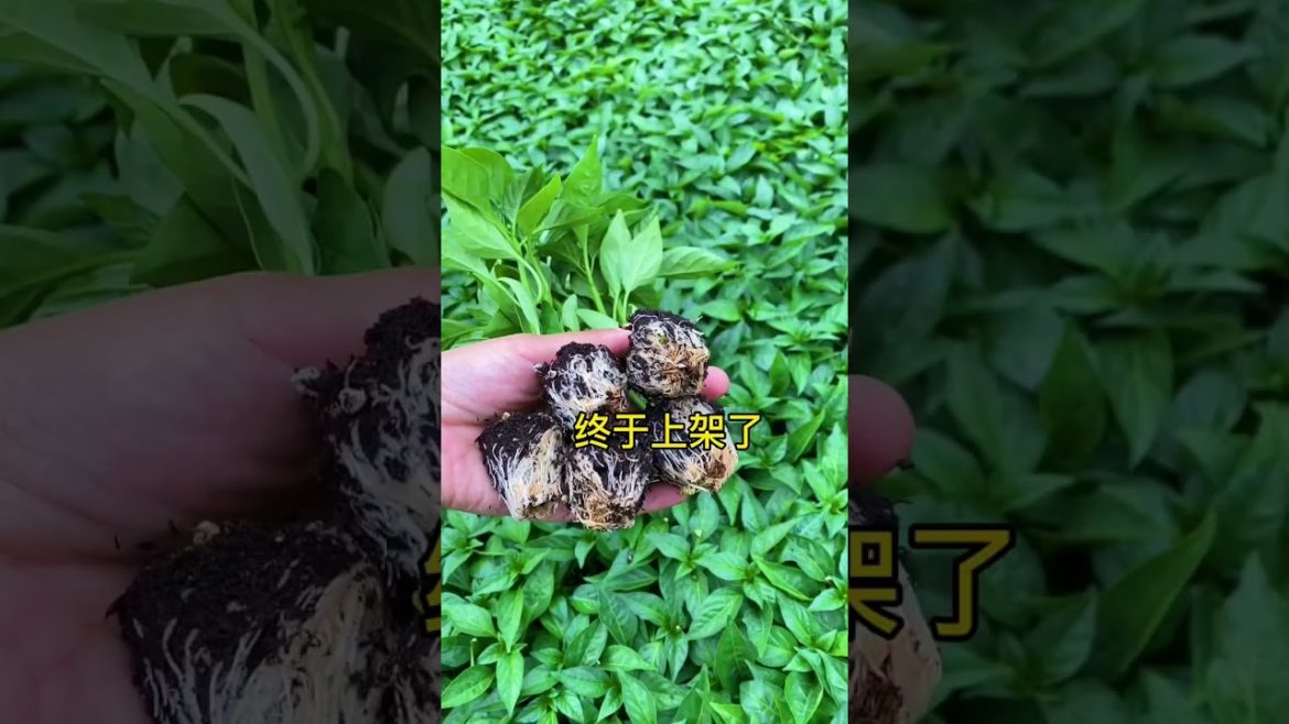how to growing vegetable #natural #satisfying how to growing vegetable #natural #satisfying