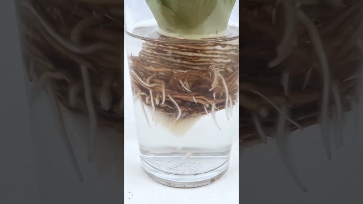 How to Grow Pineapple with Water at Home / Growing Pineapple Plants In Containers#shorts