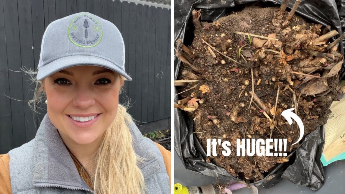 Transplanting a MASSIVE Peony and Trying to Beat the Weather! ๐ง :: Gardening in January Transplanting a MASSIVE Peony and Trying to Beat the Weather! ๐ง :: Gardening in January