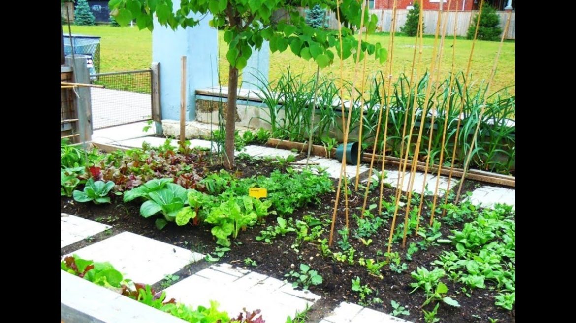 Urban Gardening Tips