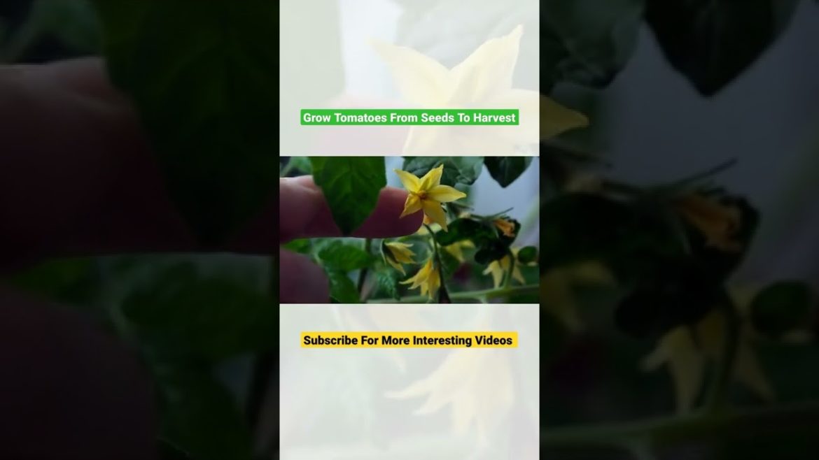 Grow Tomatoes From Seeds To Harvest||Gardening Secrets||Kitchen gardening Tips||containers Garden