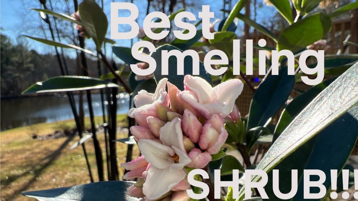 Best smelling SHRUB!👃🌸😀