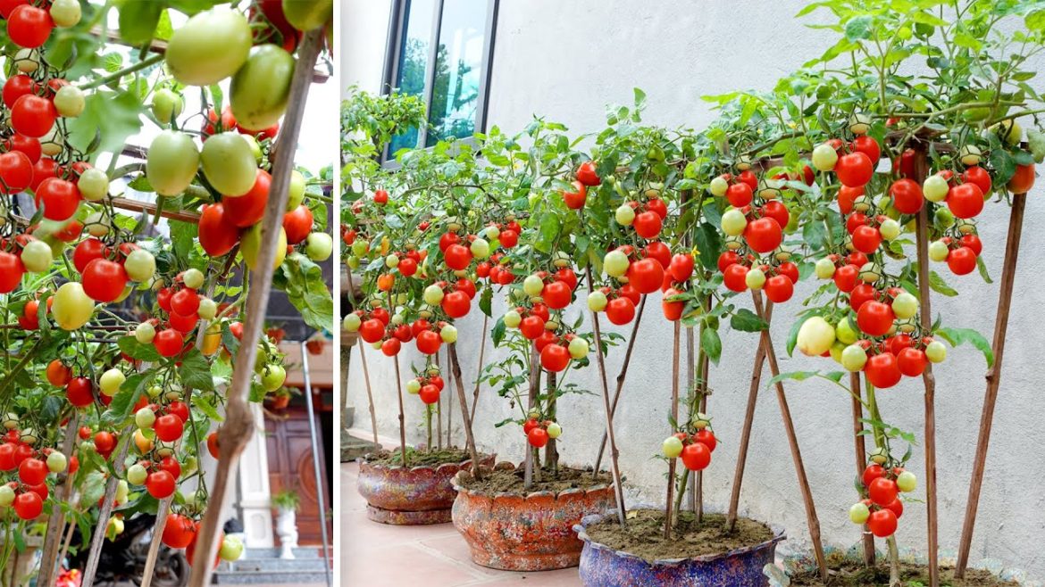 Growing tomatoes in this way, extremely fruity tomatoes, simple without pests