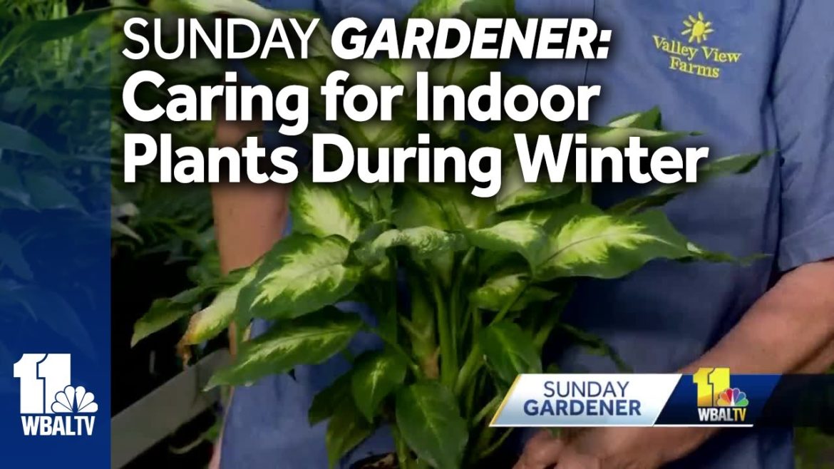 Sunday Gardener: Tips on caring for indoor plants during the winter