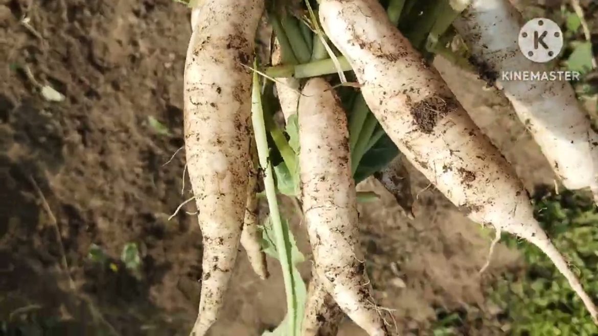 #plucking of radish from my garden 🏡#view of my garden 🏡#fresh radish of my garden 🏡####