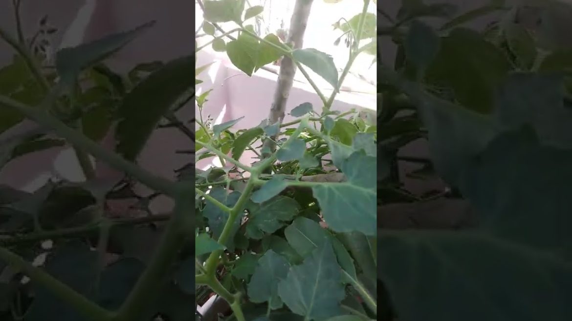Tomato Plant| Tomato farming|Gardening Kala| Gardening tips| @gardening Kala | #GardeningDIY | #tips