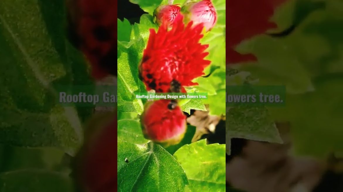 Rooftop Gardening Design with flowers. #viral #viralvideo #flowers #gardening #shorts .