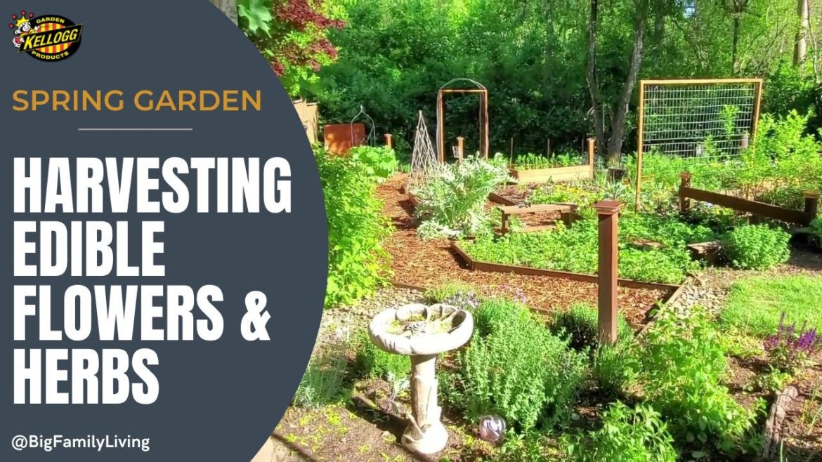 Harvesting Edible Flowers & Herbs: Spring Garden Update 🌻🌿