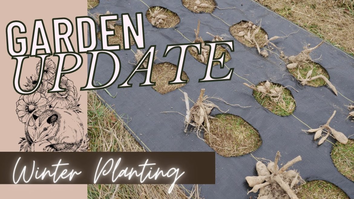 Update: Dead Ranunuclus; Planting Crocus, Dahlias, and Peonies! Update: Dead Ranunuclus; Planting Crocus, Dahlias, and Peonies!