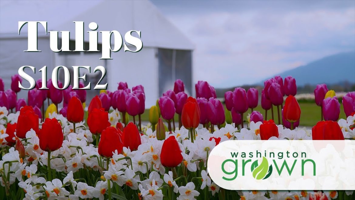 Tulips & Flowers | Washington Grown | S10E2 Tulips & Flowers | Washington Grown | S10E2