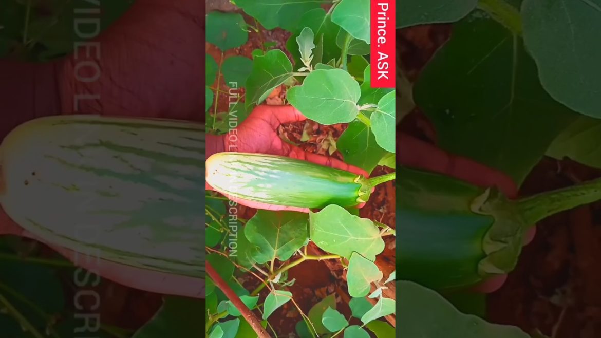 TIPS TO GROW BRINJAL IN BIG & LENGTHY IN TAMIL, ORGANICALLY GROWN BRINJAL AT MY HOME GARDEN IN TAMIL