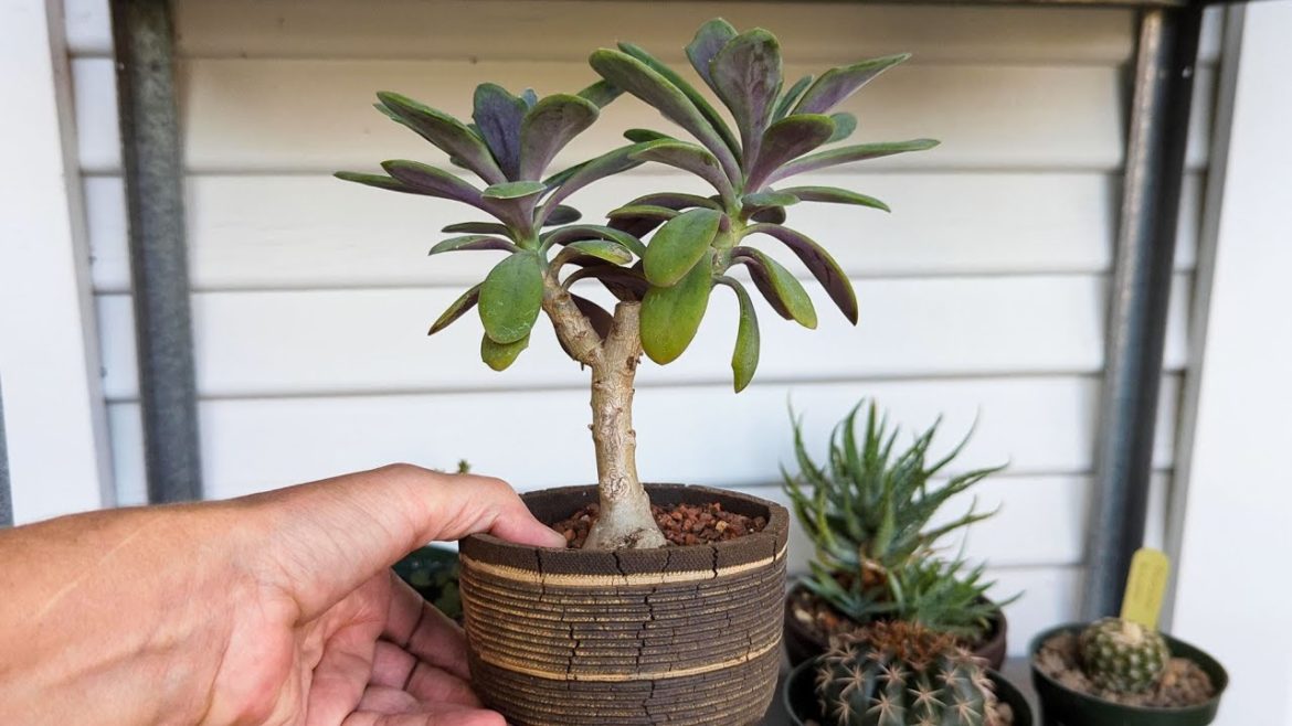 My cutting caudexed! Staging Senecio fulgens in a new pot