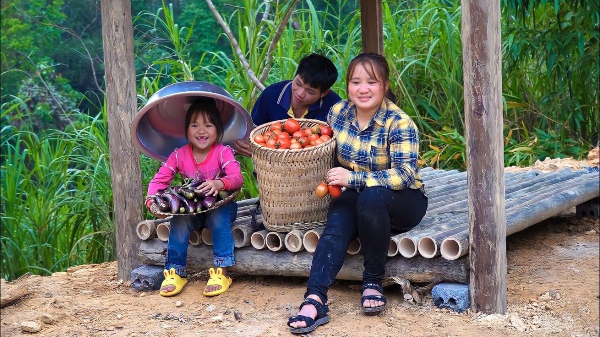 Build a system of bathrooms conduct domestic water,Harvest a lot of eggplants tomatoes in the garden