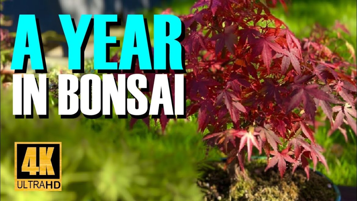 A Year of Bonsai: 12 months in 12 minutes.