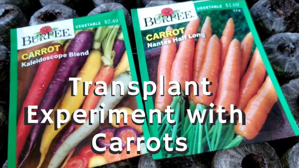 Could You Transplant Carrots? | Backyard Garden Zone 10b | From the Ground Up Could You Transplant Carrots? | Backyard Garden Zone 10b | From the Ground Up