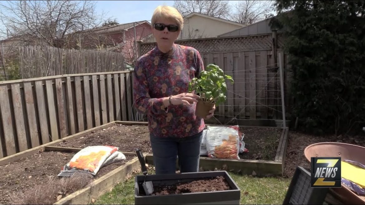 ZNews - Vegetable Gardening With Charlie Dobbin
