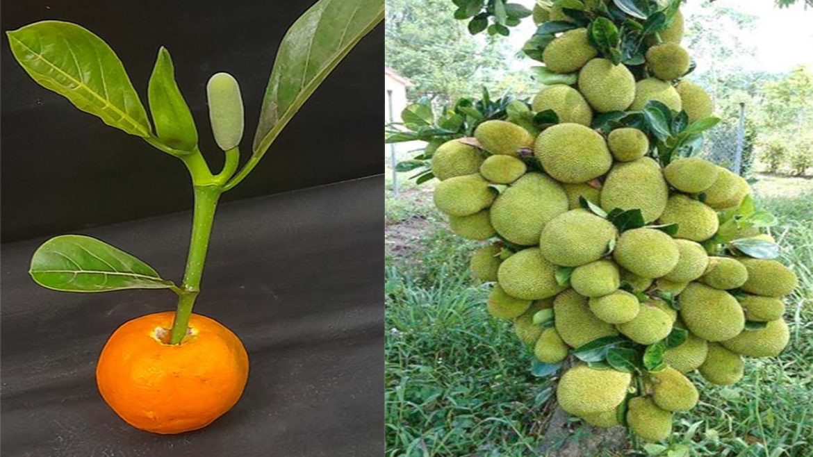 How To grow Jackfruit Tree From Cutting In A Orange