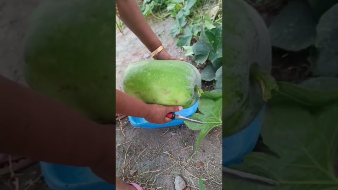 Harvesting Ash Gourd (Kumbalanga) from our garden | കുമ്പളങ്ങ വിളവെടുപ്പ് #shorts #harvest #organic