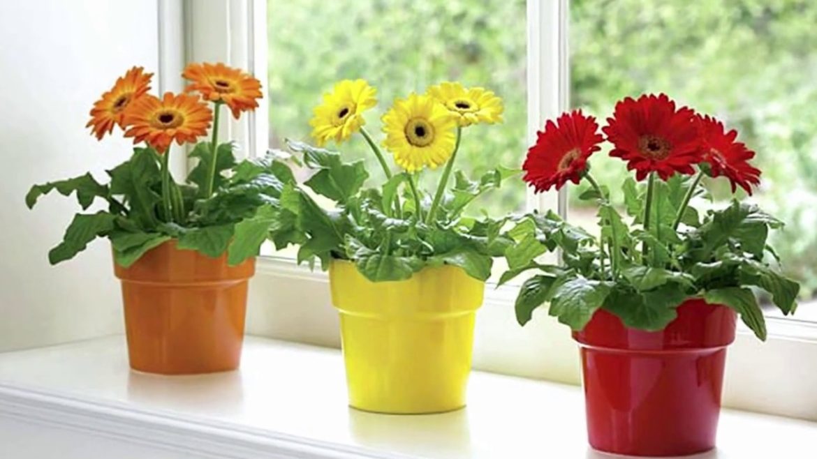 9 Houseplants Ideas That controlling Winter Depression - Gardening Tips