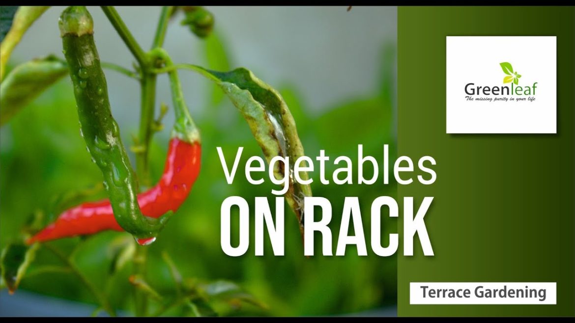 Vegetable Gardening on Rack | Terrace Vegetable Gardening | Organic Kitchen Gardening