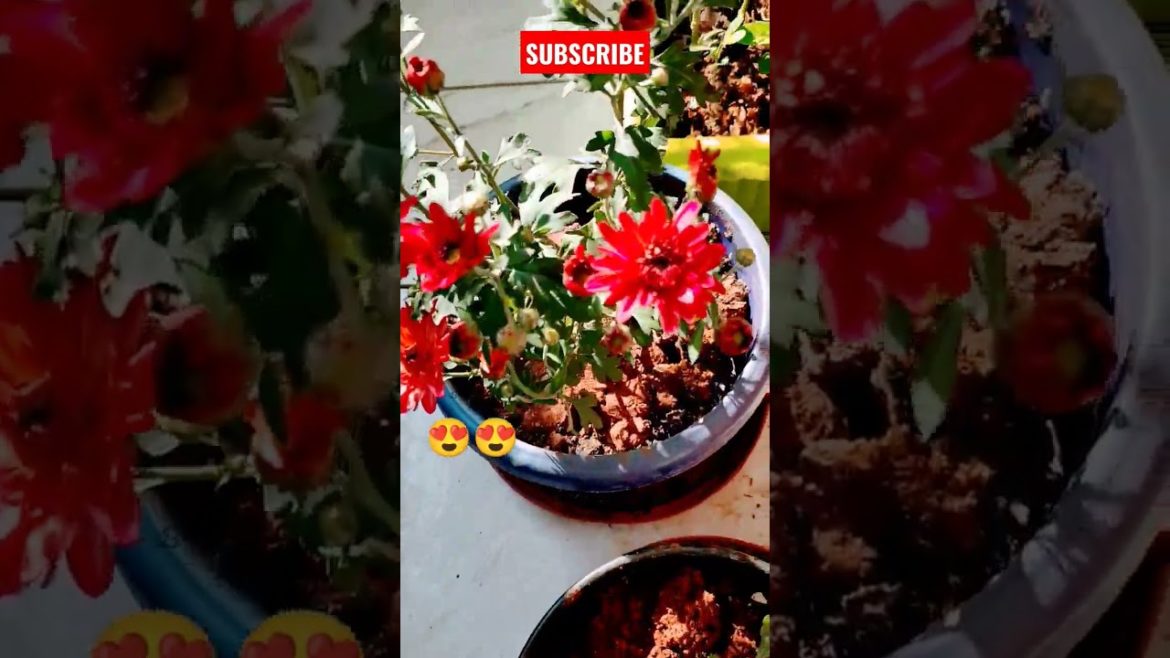 Red Shevanti Flowers in my Garden😍❤️🌷🌹🌸#shorts #short #shortvideo #shortsvideo #viral #youtubeshorts