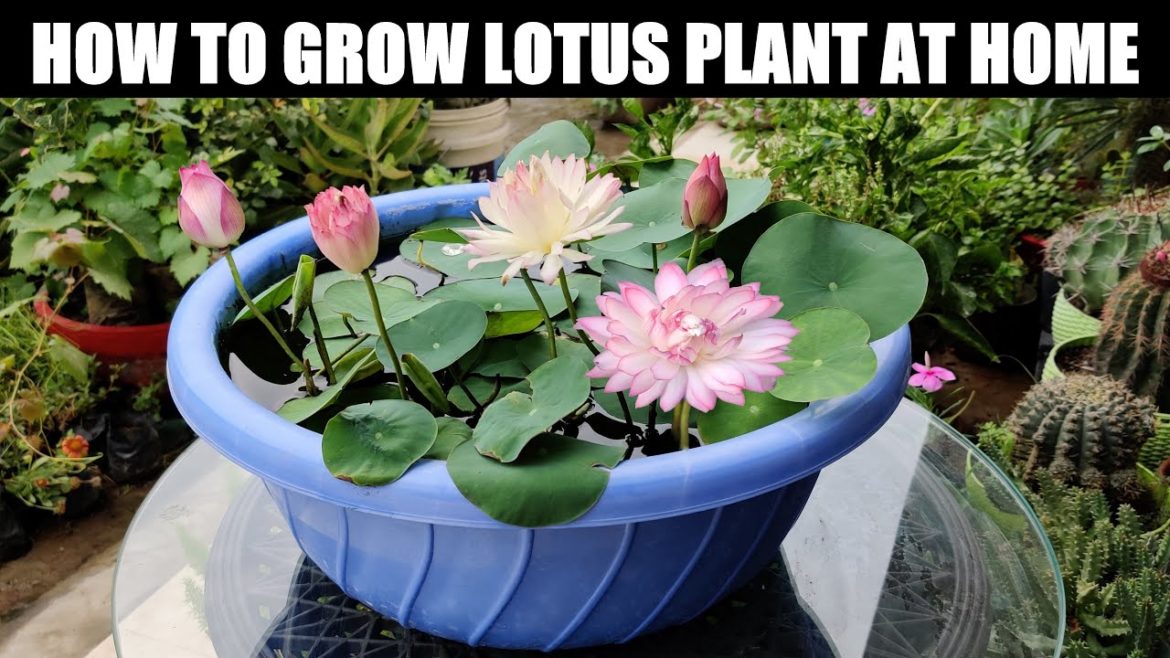 How To Grow Lotus Plant | FULL INFORMATION