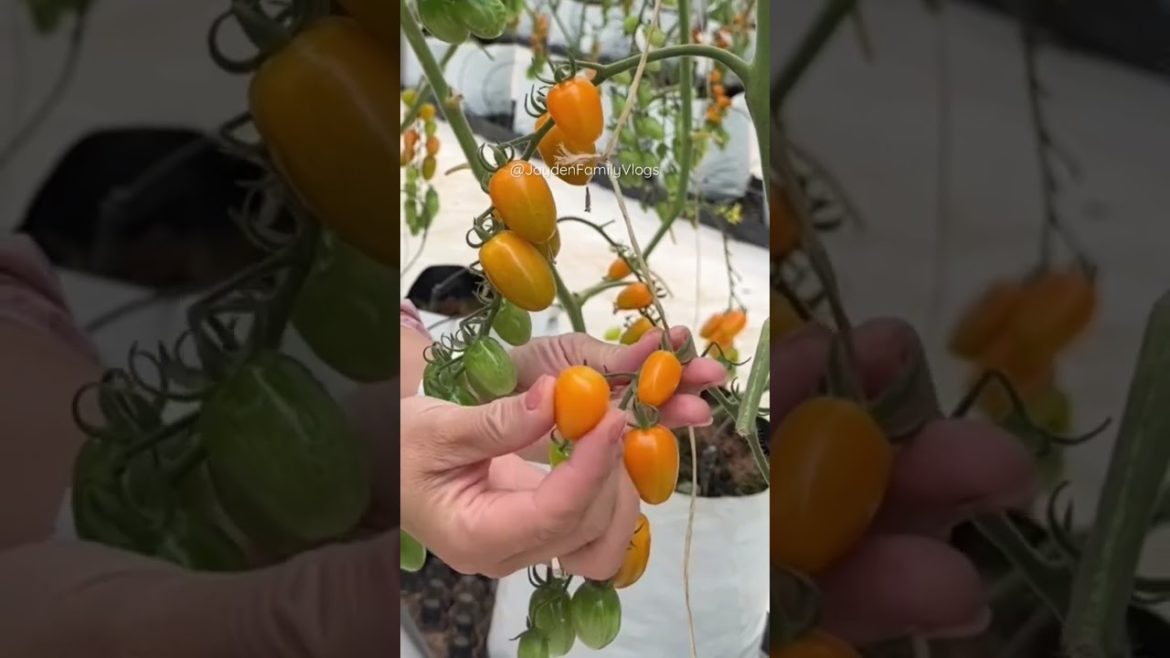 Amazing Tomato Plant Garden 😱 #shorts #fruit #fruitcutting #food #satisfying #garden #tomato #short