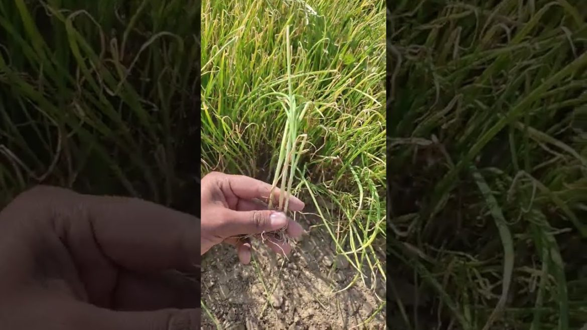 How to grow vegetables|How to grow onions|Grow Onions From Nursery#shorts #gardening #how