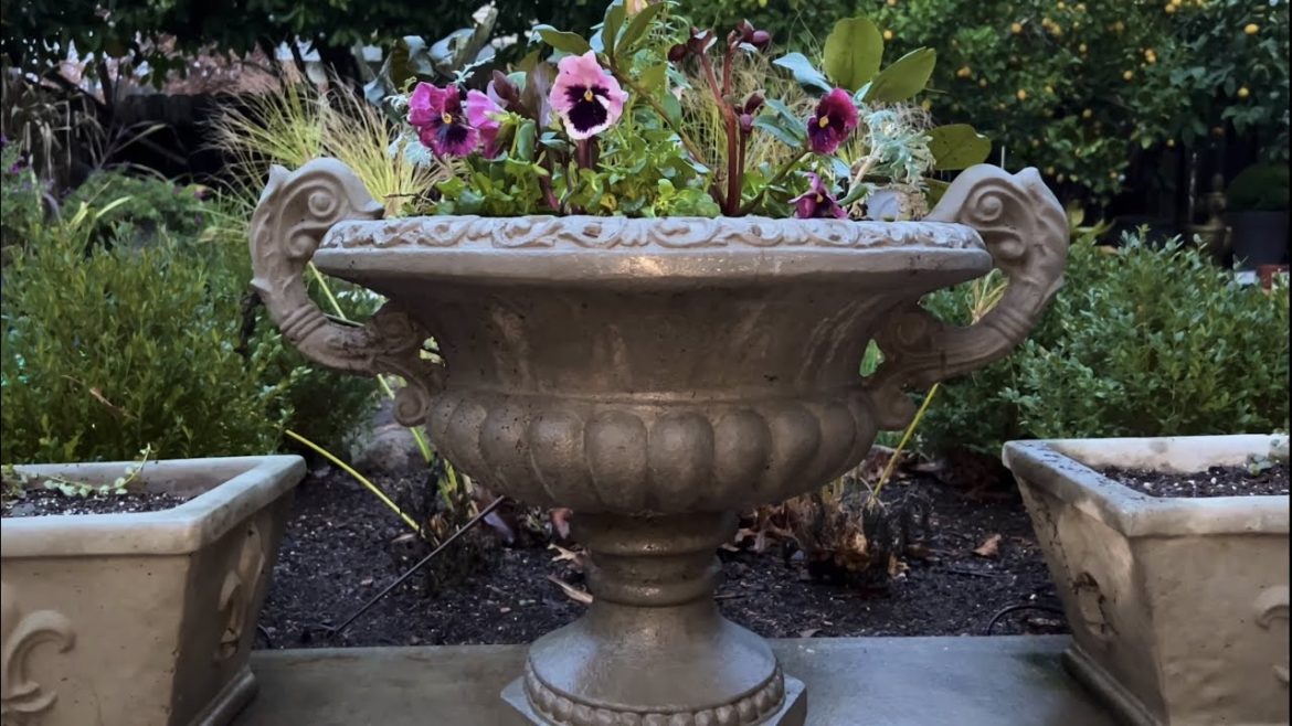 Winter Planter with Hellebore, Pansy, Snapdragon & Dusty Miller