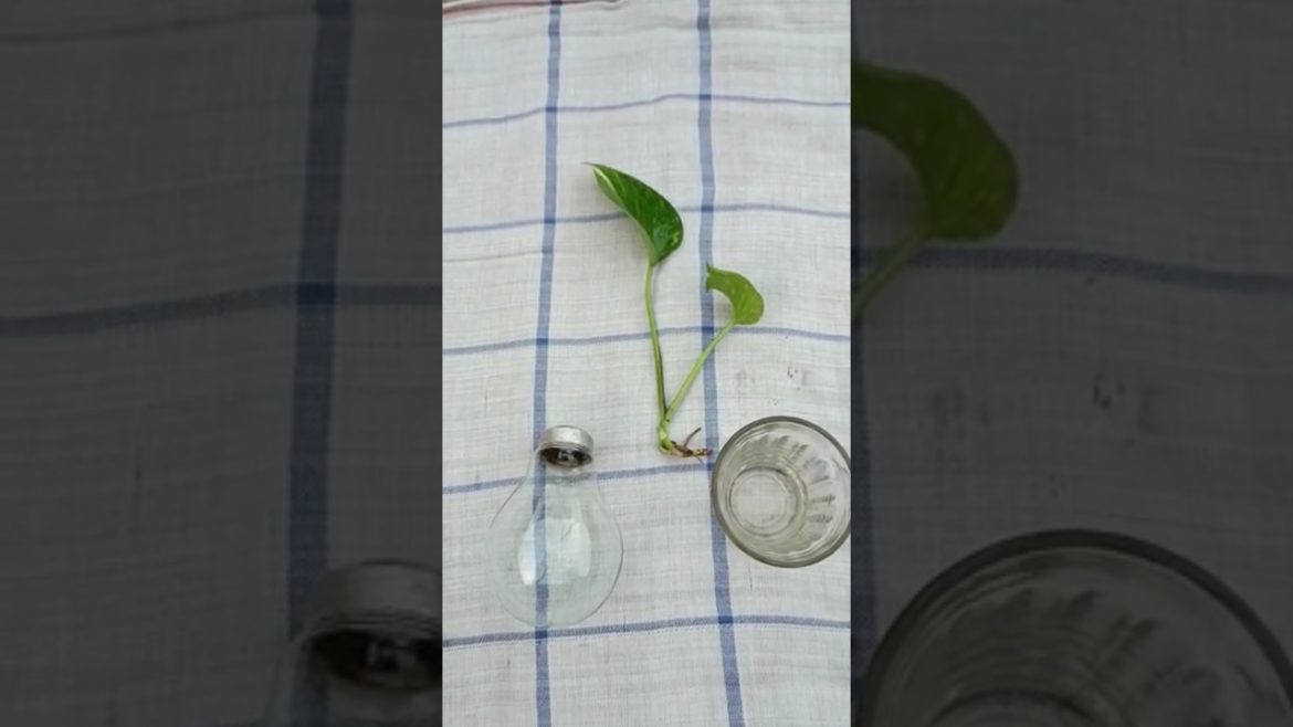 Money plant decoration #shorts #youtubeshorts #gardening