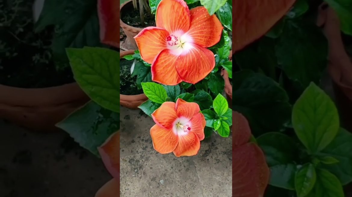 orange hibiscus #shorts #ytshorts