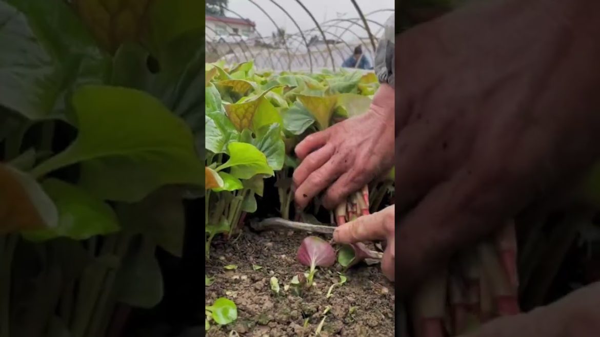 Top fresh vegetables in the greenhouse #shorts #satisfying Top fresh vegetables in the greenhouse #shorts #satisfying