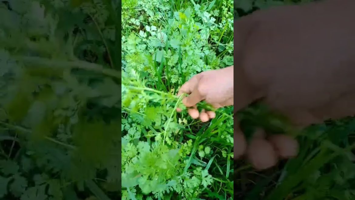 harvesting coriander from my kitchen garden #shorts harvesting coriander from my kitchen garden #shorts
