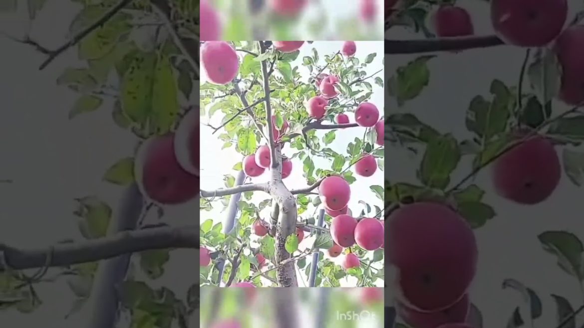 very sweet apple #applefarming #applefarm #fruits #shorts