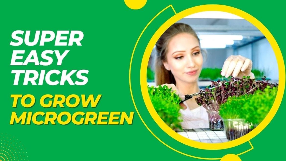 Best Way To Grow Microgreens - Super Simple & Excellent Tricks