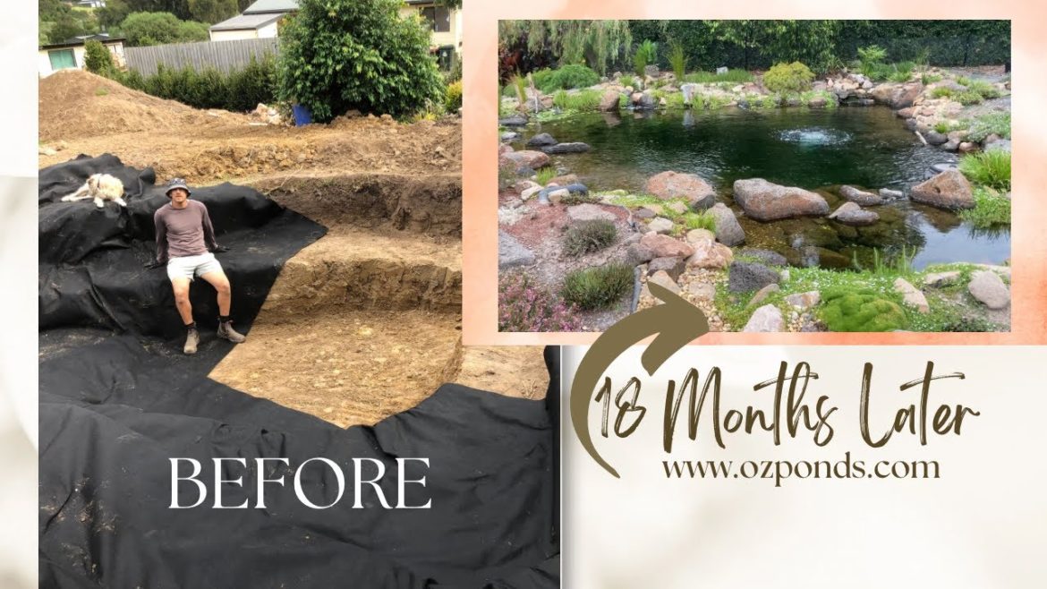 DIY Dream pond update | 18 months