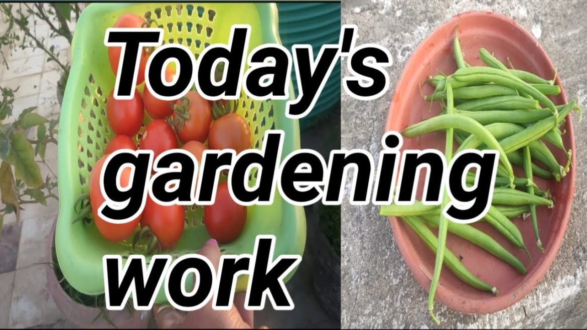 Today's gardening work/grow vegetables in containers at home