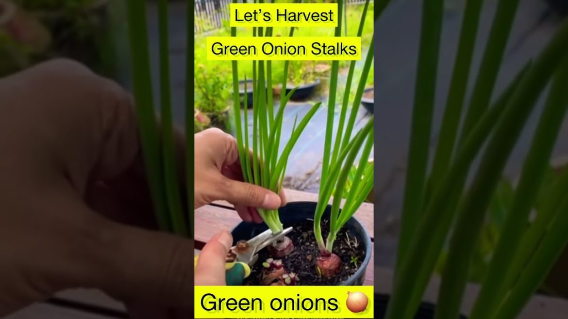 Harvesting Onions 🧅 | Easy Gardening with DiaDange #shorts #harvest #easy