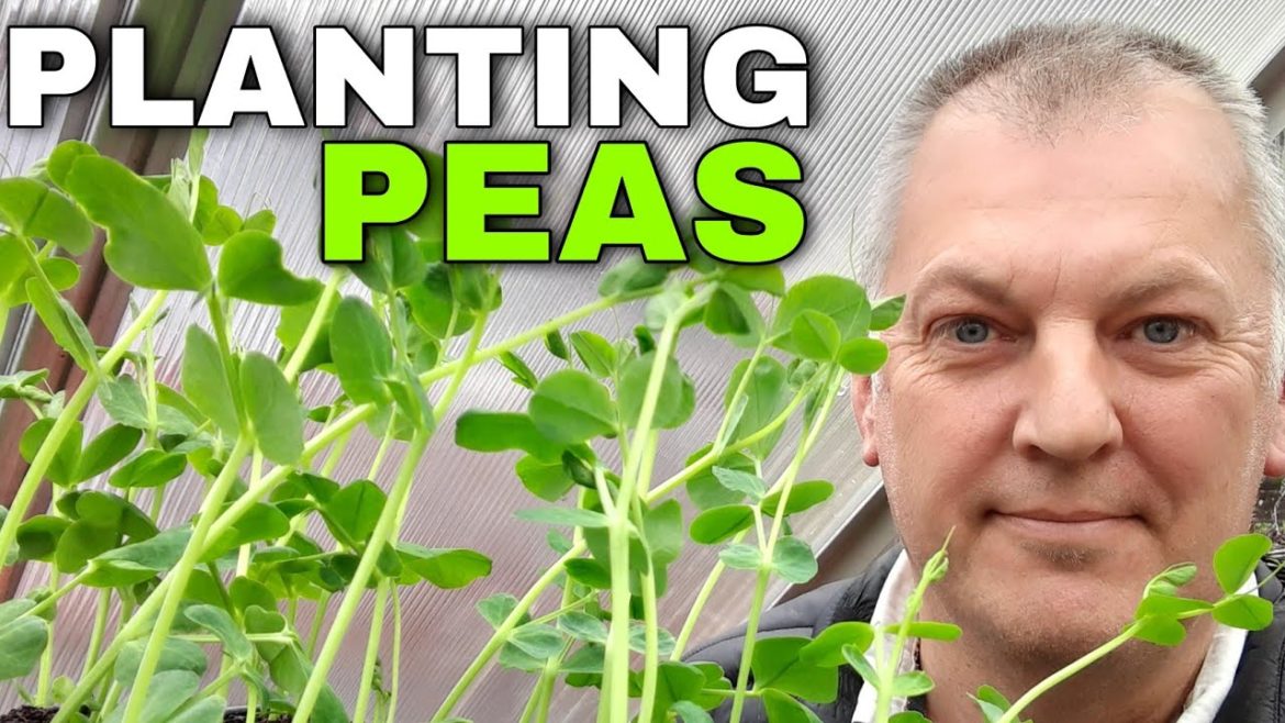 Planting Peas from Seed | Organic Gardening Tips and Tricks | Gardening Online.