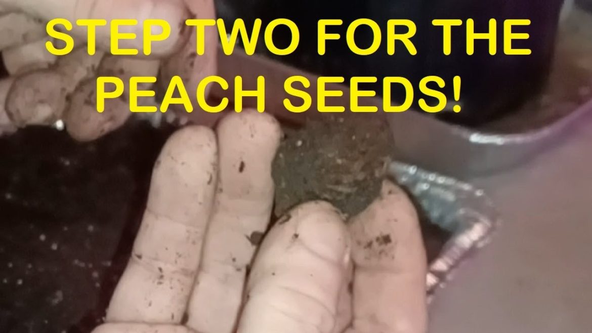 Growing Peach Trees from Seeds Part 2, Planting the Seeds In the Grow Room to Get Germination Growing Peach Trees from Seeds Part 2, Planting the Seeds In the Grow Room to Get Germination
