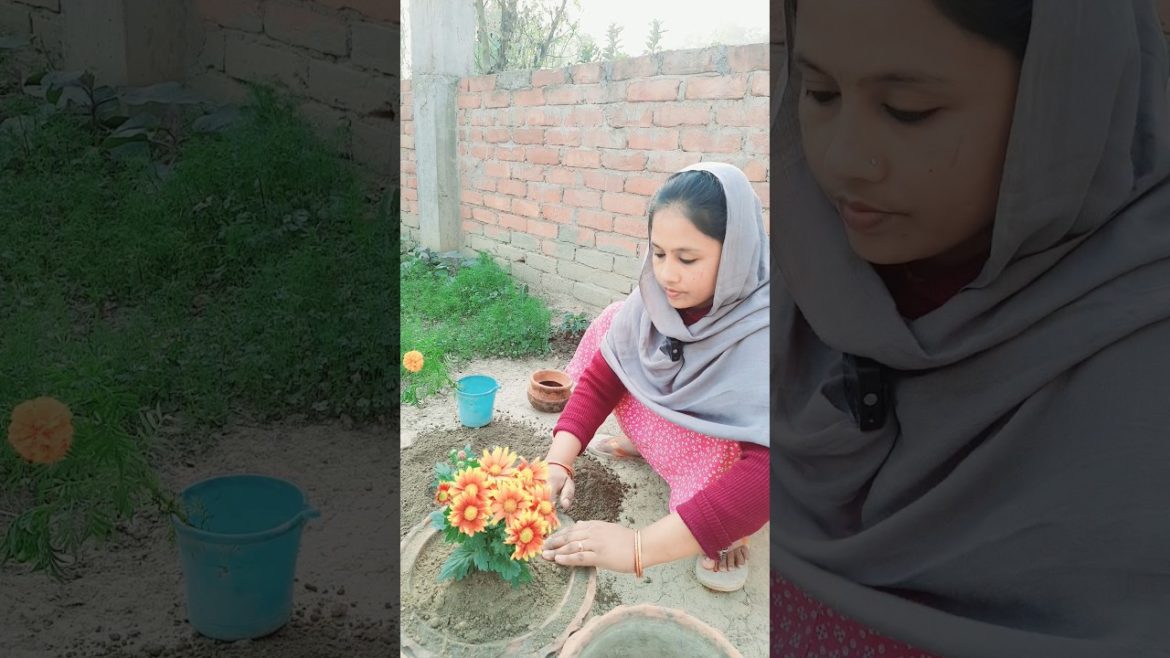 Jalwa Tera Jalwa Jalwa: The Winter Flower Plant #shorts #youtubeshorts Jalwa Tera Jalwa Jalwa: The Winter Flower Plant #shorts #youtubeshorts