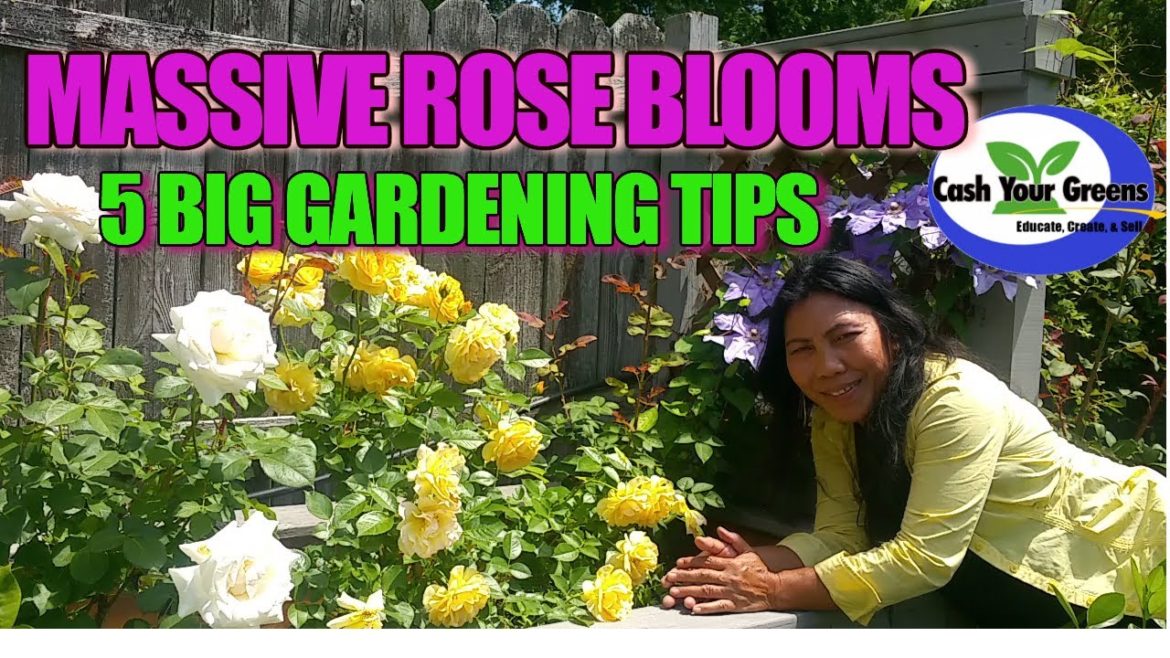 MASSIVE ROSE BLOOMS / 5 GARDENING TIPS FOR TO MAKE YOUR ROSES EXPLODE WITH MORE FLOWERS.