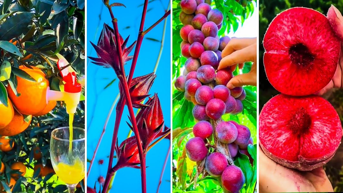 🍇The Most Popular Fruit In The World!🥝 07 🍇The Most Popular Fruit In The World!🥝 07