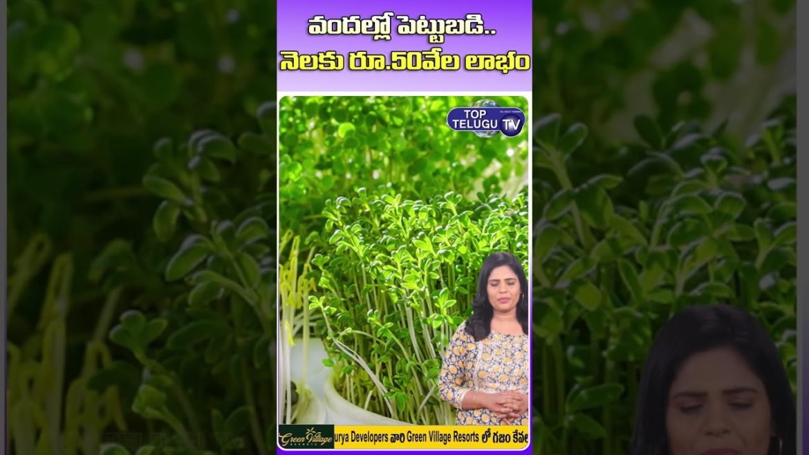 ఇంట్లోనే వ్యాపారం. వందల్లో పెట్టుబడి. లక్షల్లో లాభం | how to grow microgreens at home |Top Telugu TV