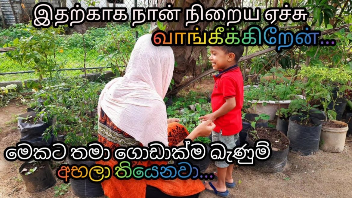 Srilankan mom's life/Srilankan vlog/Date cake without oven/Gardening tips/With sinhala